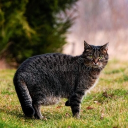 Secrets among the Clans (WC rp) Discord server icon