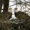 FOLFAN Eagle Cam