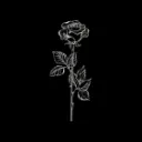 Bl4ckxr0se Label's Service