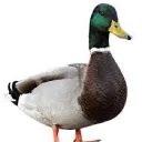 Ducky’s Dumb Domain