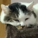 四月は君の嘘
