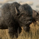 𝑩𝒊𝒔𝒐𝒏 𝑻𝒓𝒂𝒊𝒍 // 𝐑𝐃𝐎 𝐓𝐞𝐱𝐭 𝐑𝐏 Discord server icon