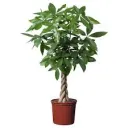 The Money Tree