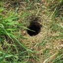 Норка хомякъя