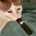 🌟💎𝐁𝐔𝐂𝐇 𝐙𝐎𝐍𝐄💎🌟
