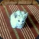 lesbian hangout icon