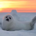 Cricket's arctic station