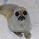i   need fren