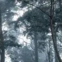 ᴅɪssɪᴅᴇɴᴄᴇ Discord Server Icon