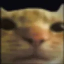 cat bot command test😎