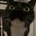 sockcord