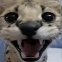 Flabbergasted Cat’s Vic 2 Experience