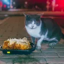 SW's cat army