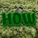 High On Weed
