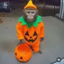Обезьянник 🐵