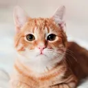 meow😾