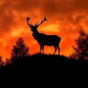 Rednecks Gone Wild Discord server icon