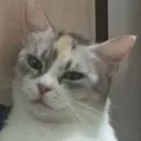 Twistfilio