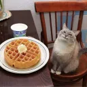 nina's cat cafe