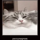 кошачий раскумар