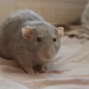 Szczurki  (przyjazna norka)🐀