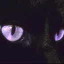 ₊˚ʚ 💫₊˚✧ ﾟ.interstellar cats