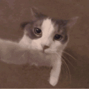 𝑷𝒔𝒑𝒔𝒑𝒔 🐈 Cat Emoji • Emote Discord server icon