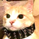 the neighborhood cats. Server Icon