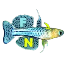 Fishkeeping Network