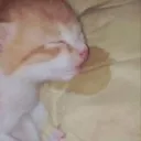 Nam's Pillow
