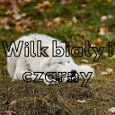 Wilk Biały i Czarny