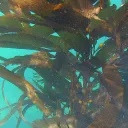 Mercy Scuba