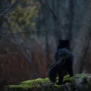 Warriors :: 𝐖𝐢𝐭𝐡𝐢𝐧 𝐭𝐡𝐞 𝐌𝐢𝐬𝐭