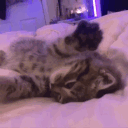 Mewtopia Discord Server