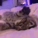 Mewtopia Discord Server