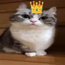 Сервер My sweet kitty💗