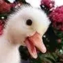 Waddling Ducks (Smash & Streams)