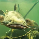Katfish Pond