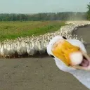 House Of Ducks.