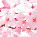 Sarl's flower garden 🌷 (redo) Discord Server