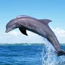 abo tez Discord server icon