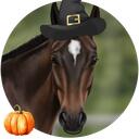 Moira Equestrian MC Discord Server Icon
