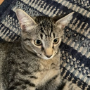 F1r3lazer’s Cat Lodge Discord server icon