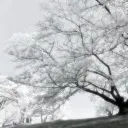 ʟᴜxᴜʀʏ ᴛᴇᴀᴍ