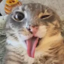 Katzencafé