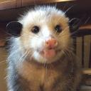 Possumtopia