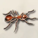 Ant War official server
