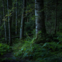 The Forest