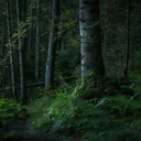 The Forest