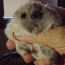 Goofy Roblox Community?